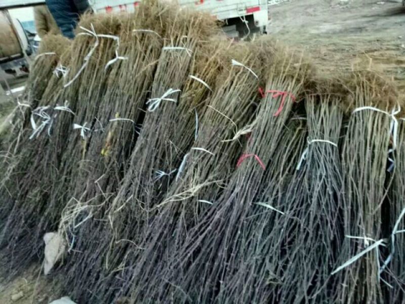 花椒苗，大红袍，狮子头，七叶青花椒0.5~2年