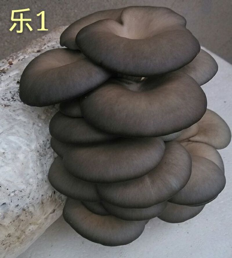 平菇菌种，**纯玉米芯生料栽培技术一斤鲜平菇成本六毛