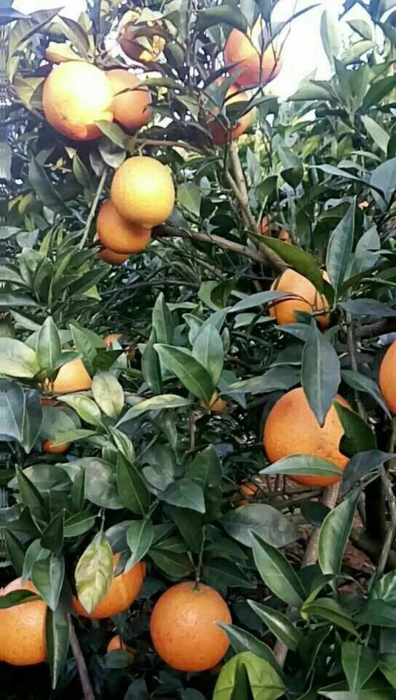 大量全州纽荷尔脐橙直接批发75~80mm