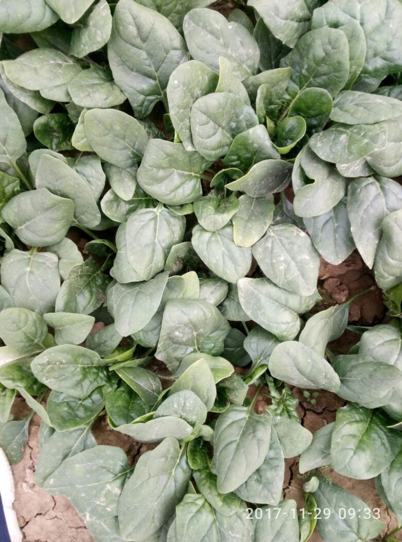 大叶菠菜15~20厘米