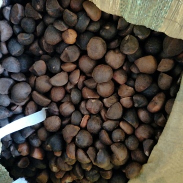 茶树油