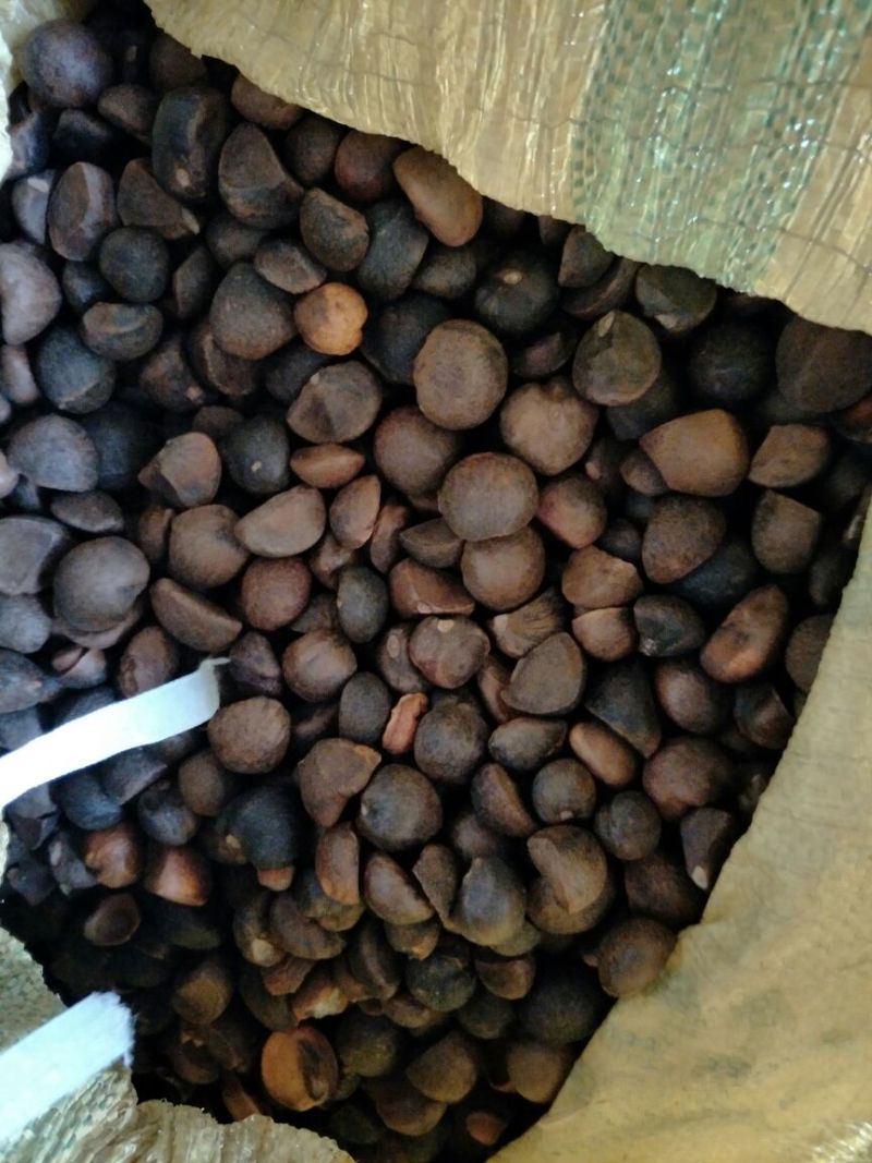 茶树油