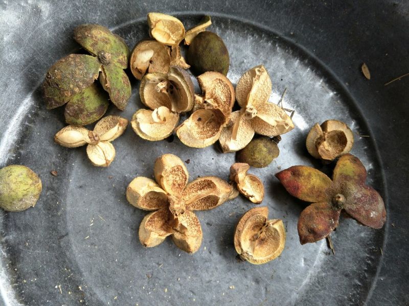 茶树油