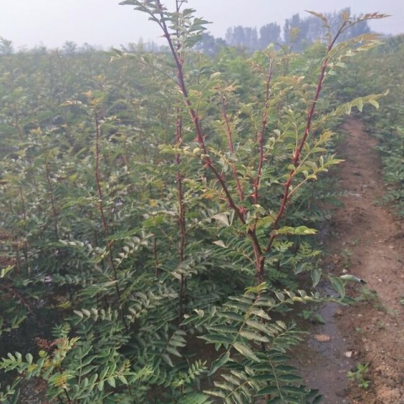 大红袍花椒苗，无刺花椒苗1~2年提供技术指导