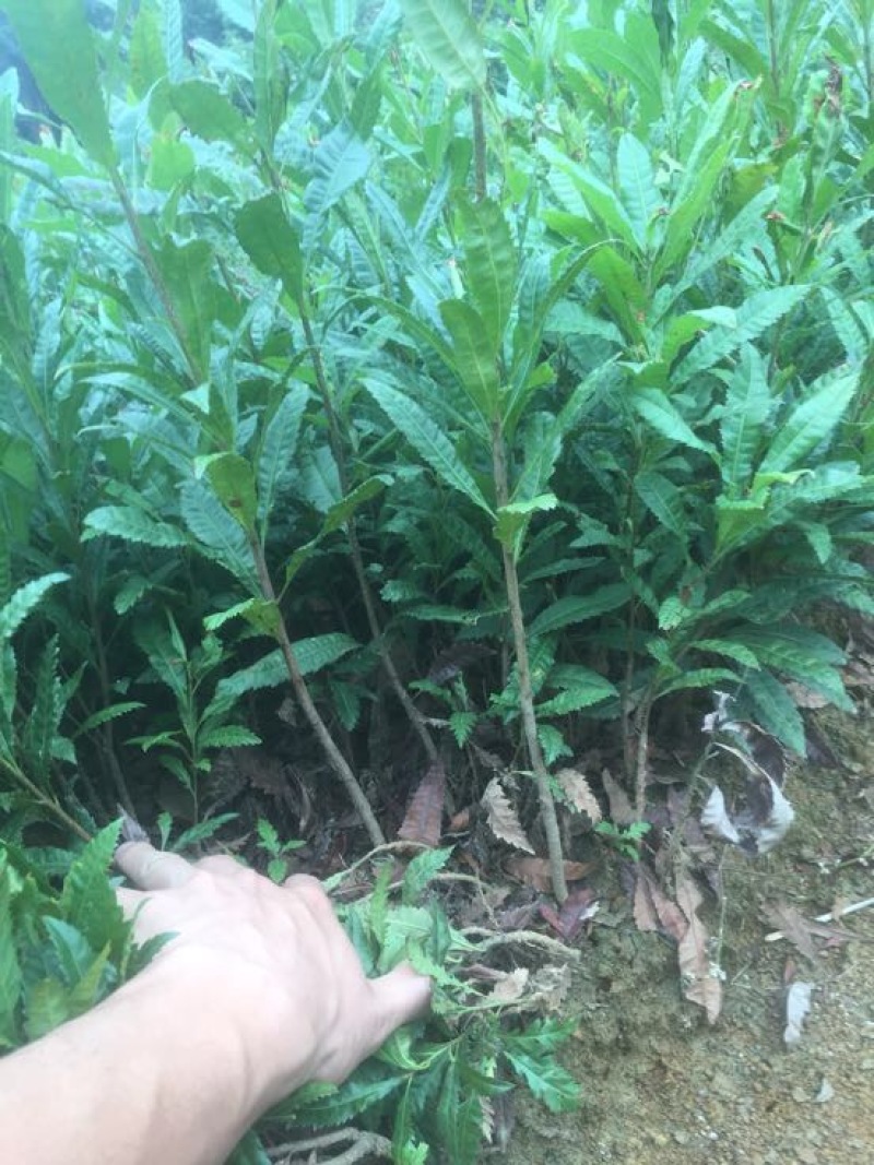 杨梅苗东魁大颗杨梅乌梅