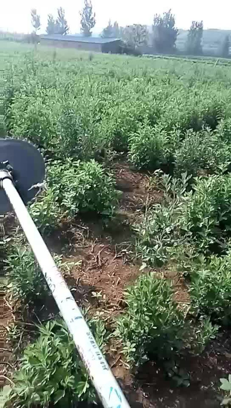 艾草种子97