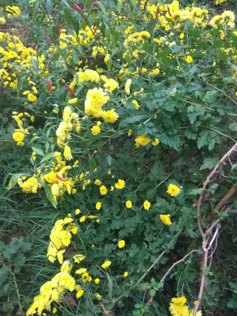 皇菊茶二级