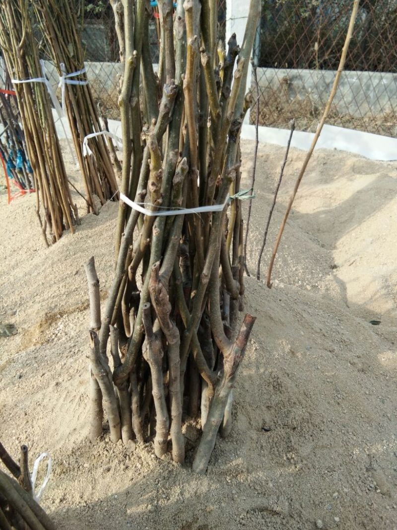 【薄皮核桃苗】山东薄皮核桃苗育苗基地嫁接核桃苗鲁光品种
