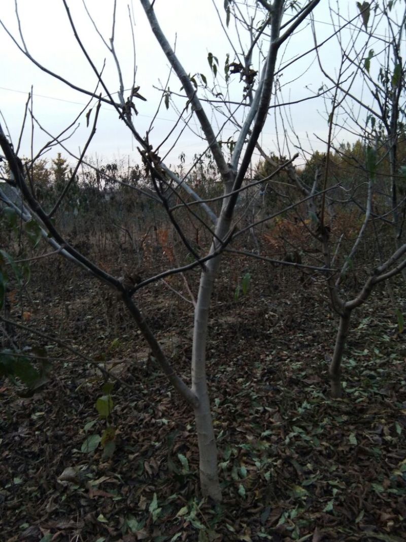【香玲核桃苗】核桃苗育苗基地薄皮核桃苗基地核桃苗技术指导