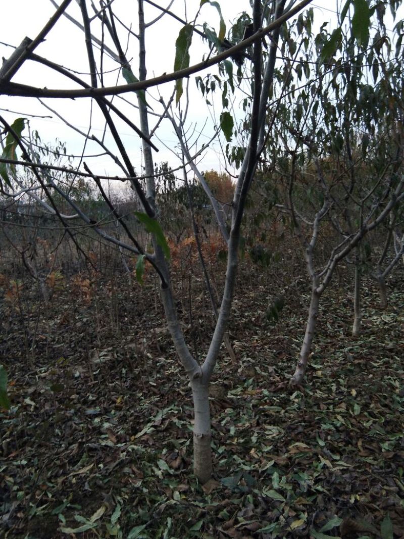 【香玲核桃苗】核桃苗育苗基地薄皮核桃苗基地核桃苗技术指导