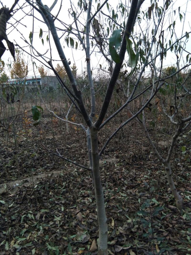 【香玲核桃苗】核桃苗育苗基地薄皮核桃苗基地核桃苗技术指导