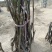 【香玲核桃苗】核桃苗育苗基地薄皮核桃苗基地核桃苗技术指导