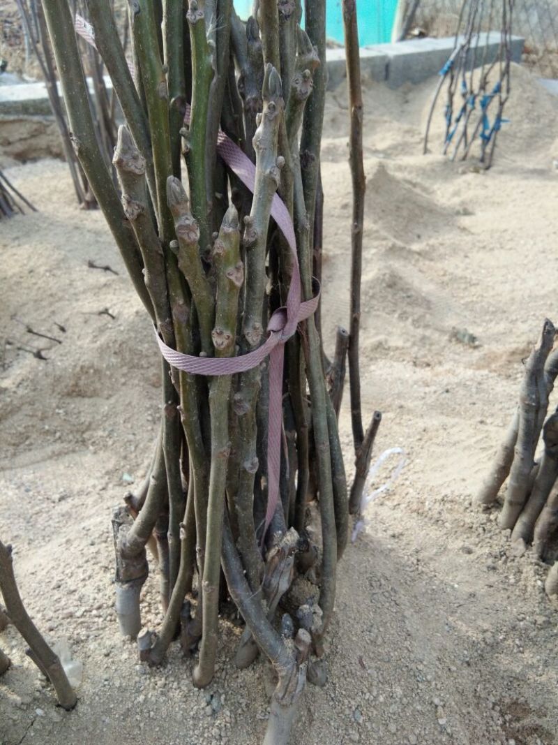 【香玲核桃苗】核桃苗育苗基地薄皮核桃苗基地核桃苗技术指导