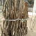 【香玲核桃苗】核桃苗育苗基地薄皮核桃苗基地核桃苗技术指导