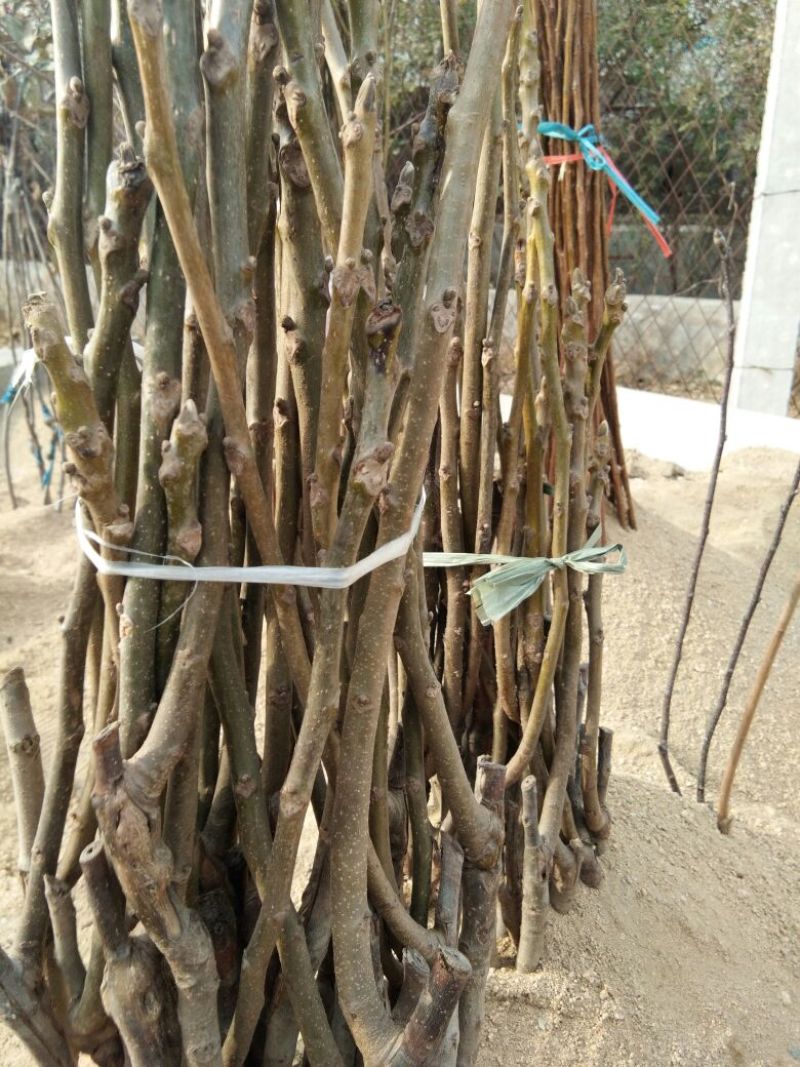 【香玲核桃苗】核桃苗育苗基地薄皮核桃苗基地核桃苗技术指导