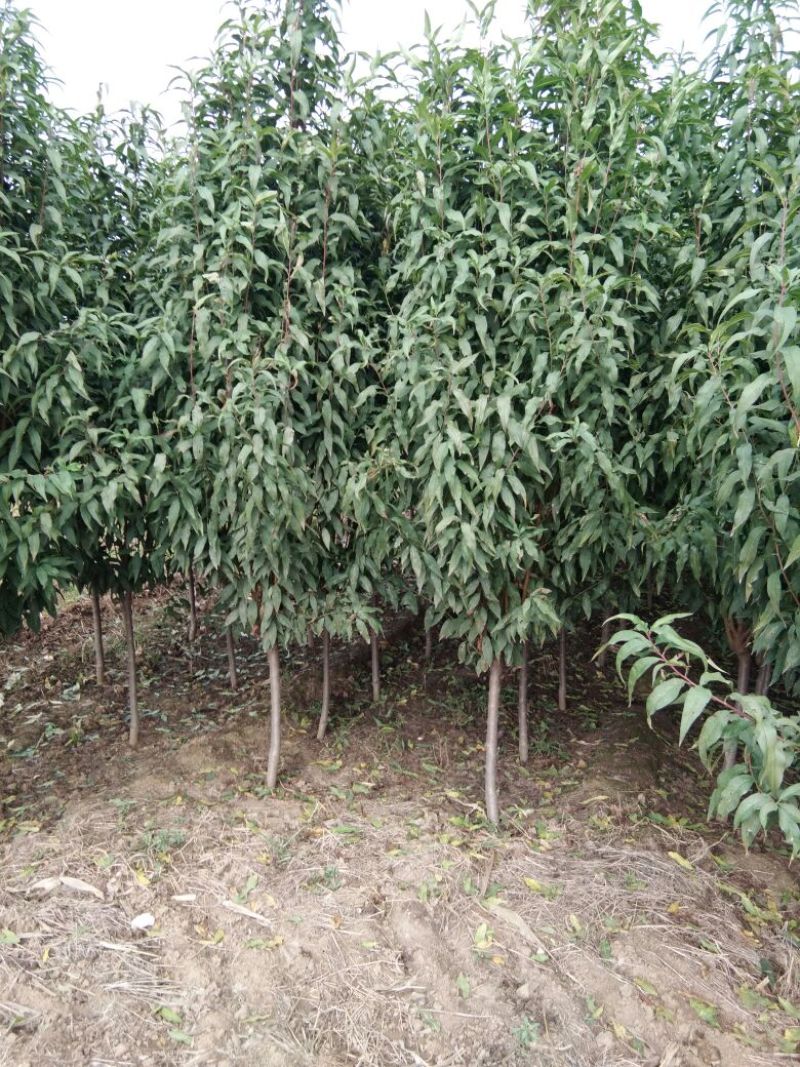 红叶碧桃，山东红叶碧桃基地，红叶碧桃育苗推广中心