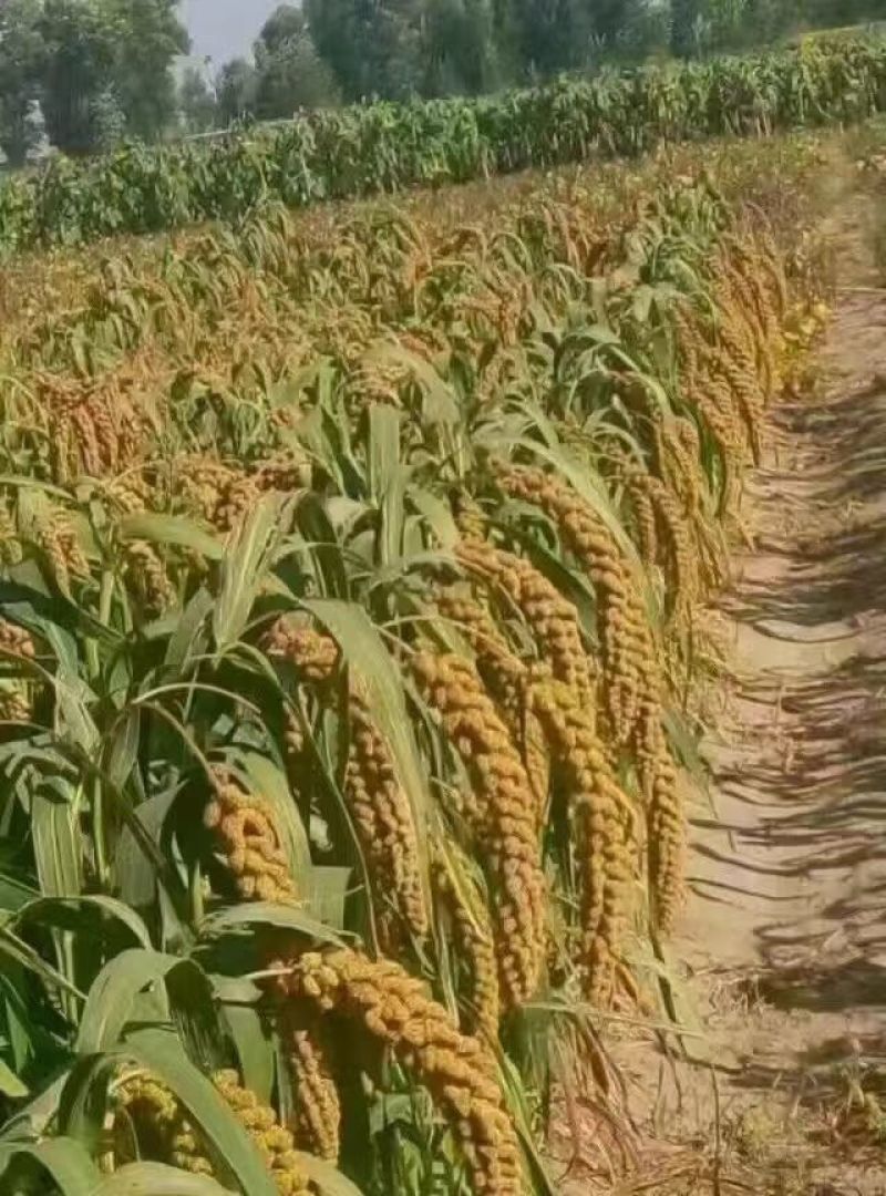 小米袋装