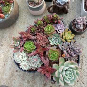 多肉植物带盆栽好品种多价格低四季常青