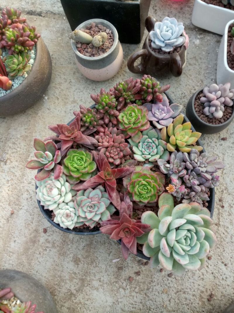 多肉植物带盆栽好品种多价格低四季常青
