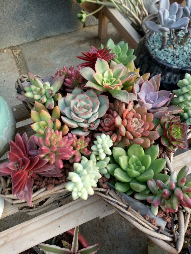 多肉植物带盆栽好品种多价格低四季常青