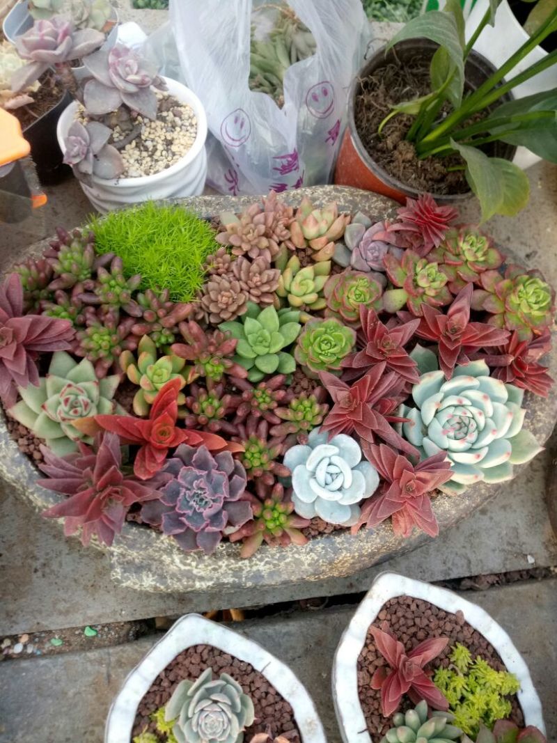 多肉植物带盆栽好品种多价格低四季常青
