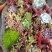 多肉植物带盆栽好品种多价格低四季常青