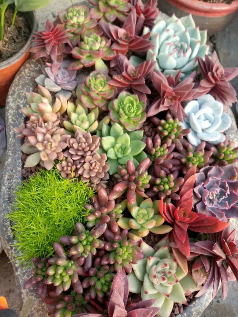 多肉植物带盆栽好品种多价格低四季常青