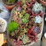 多肉植物带盆栽好品种多价格低四季常青