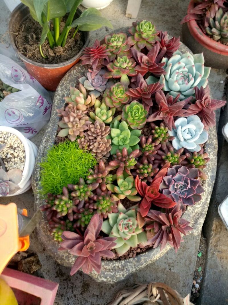 多肉植物带盆栽好品种多价格低四季常青