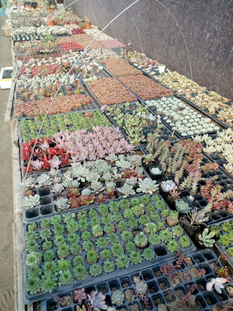 多肉植物带盆栽好品种多价格低四季常青