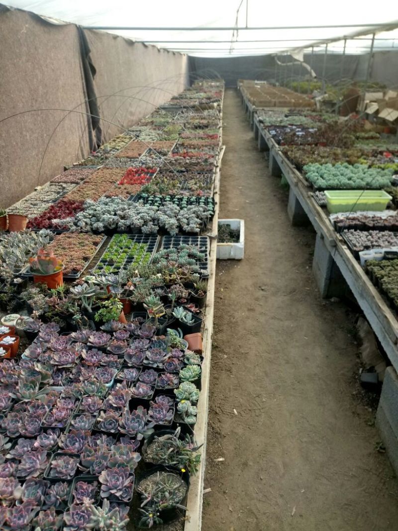 多肉植物带盆栽好品种多价格低四季常青