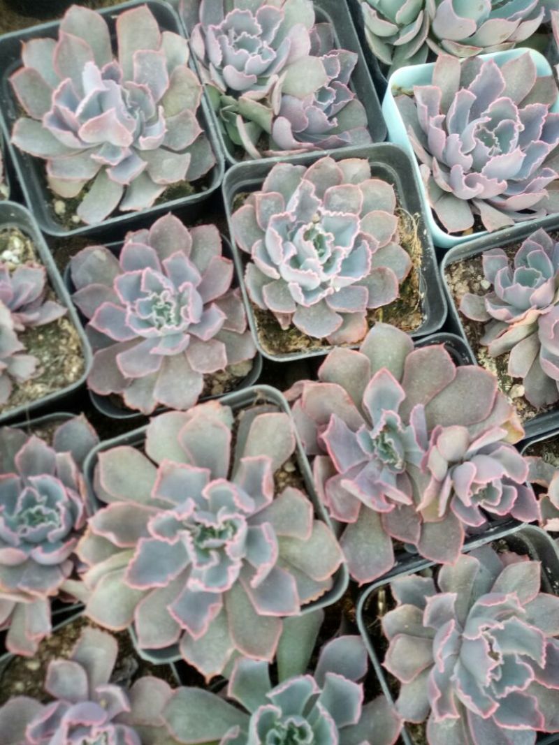 多肉植物带盆栽好品种多价格低四季常青