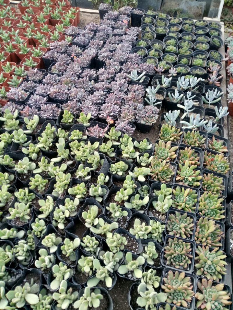 多肉植物带盆栽好品种多价格低四季常青