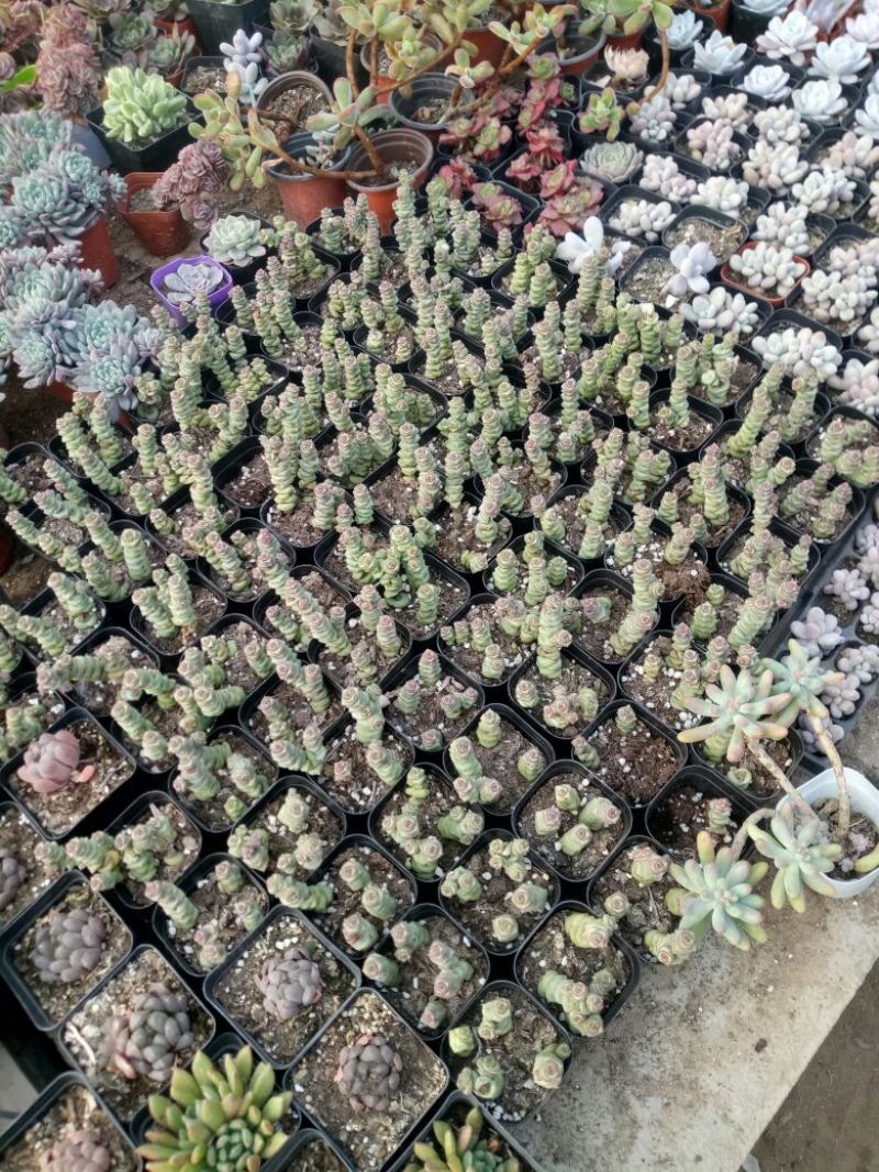 多肉植物带盆栽好品种多价格低四季常青