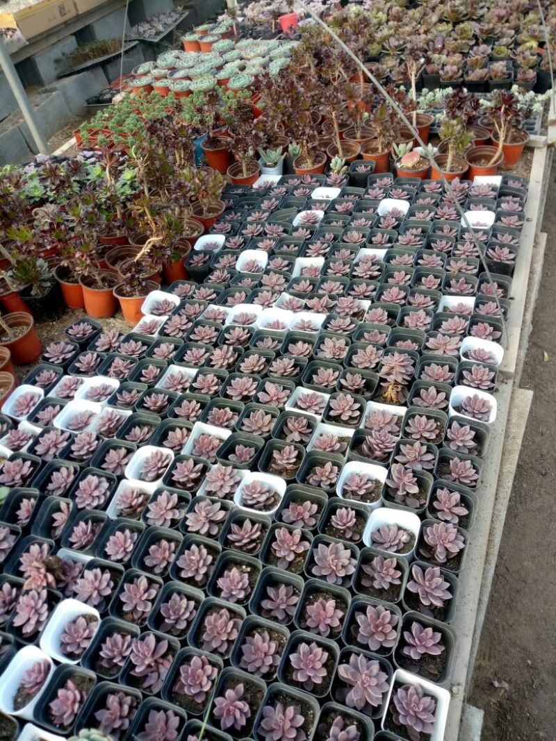 多肉植物带盆栽好品种多价格低四季常青