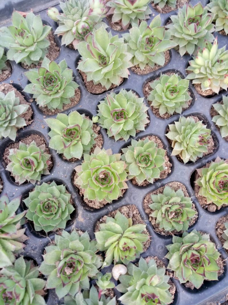 多肉植物带盆栽好品种多价格低四季常青