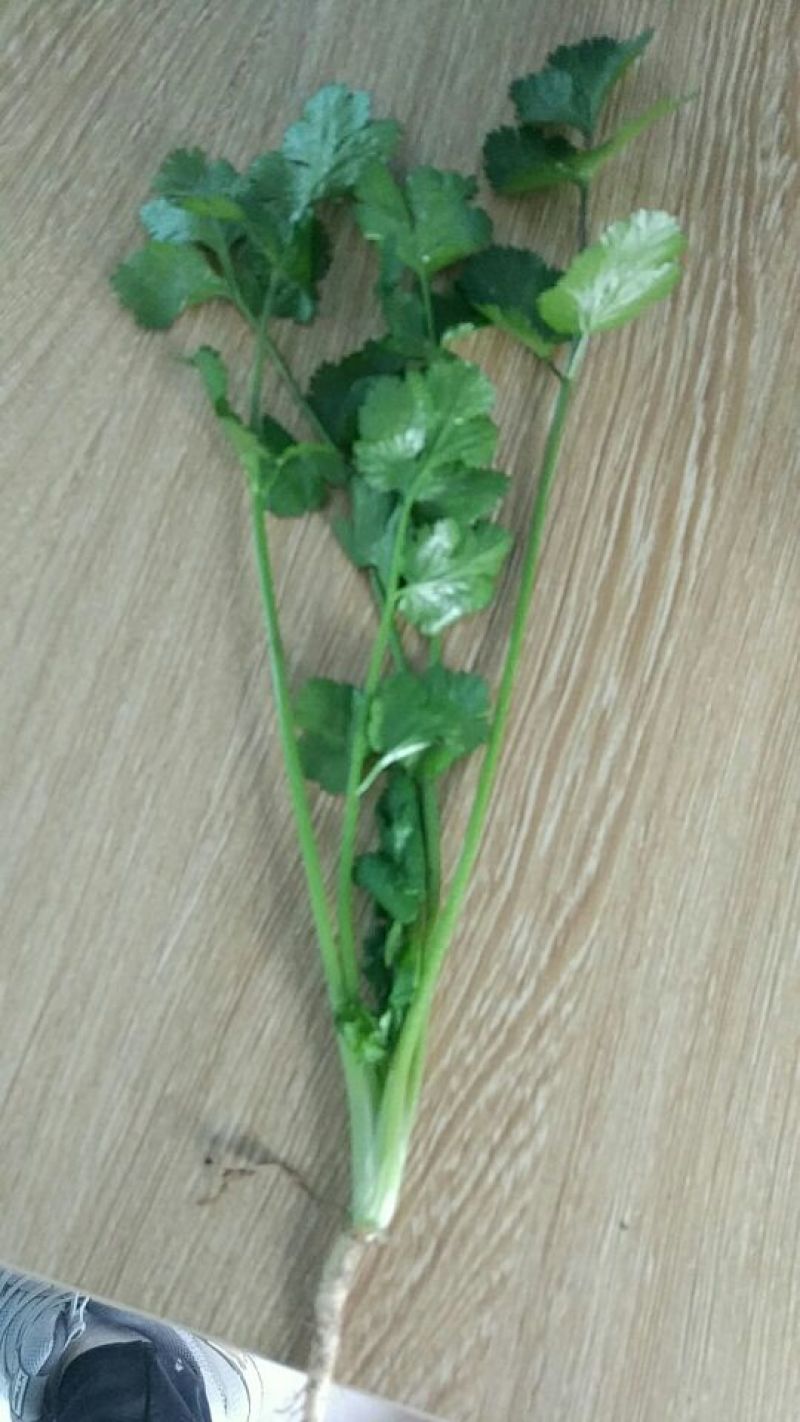 大叶香菜20~30厘米
