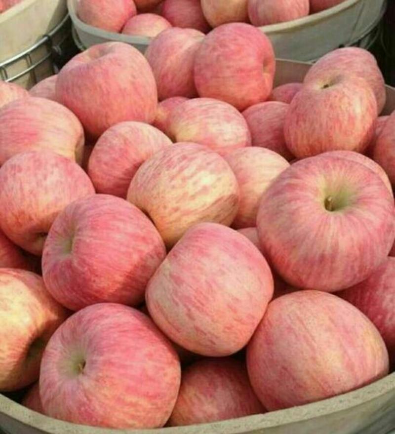 红富士苹果产地批发货源充足，保质保量，诚信为本全国发货