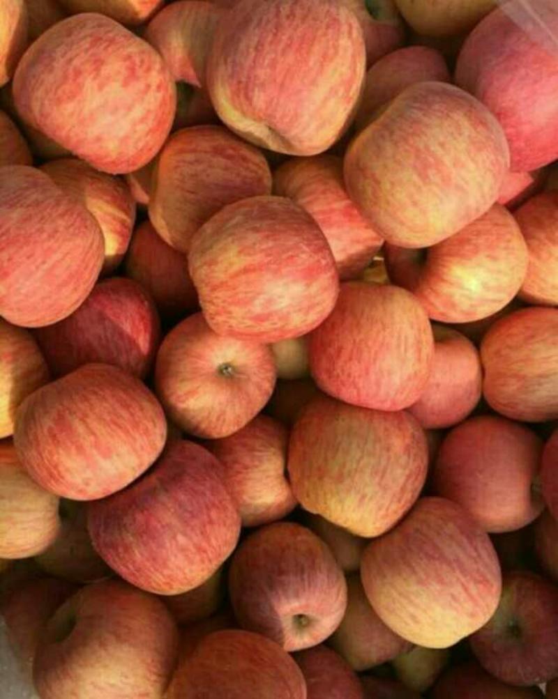 红富士苹果产地批发货源充足，保质保量，诚信为本全国发货