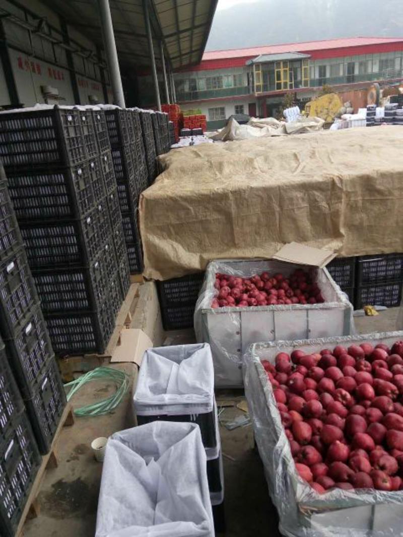 【产地直发】花牛苹果75mm以上光果大量有货全年供货