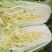湖北黄心白菜，青杂三号襄阳白菜3~6斤净菜黄心