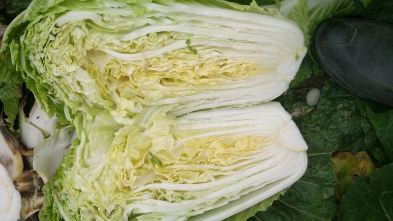 湖北黄心白菜，青杂三号襄阳白菜3~6斤净菜黄心