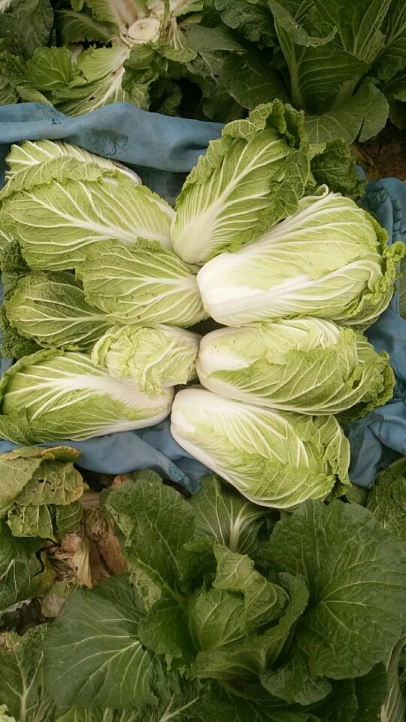 湖北黄心白菜，青杂三号襄阳白菜3~6斤净菜黄心