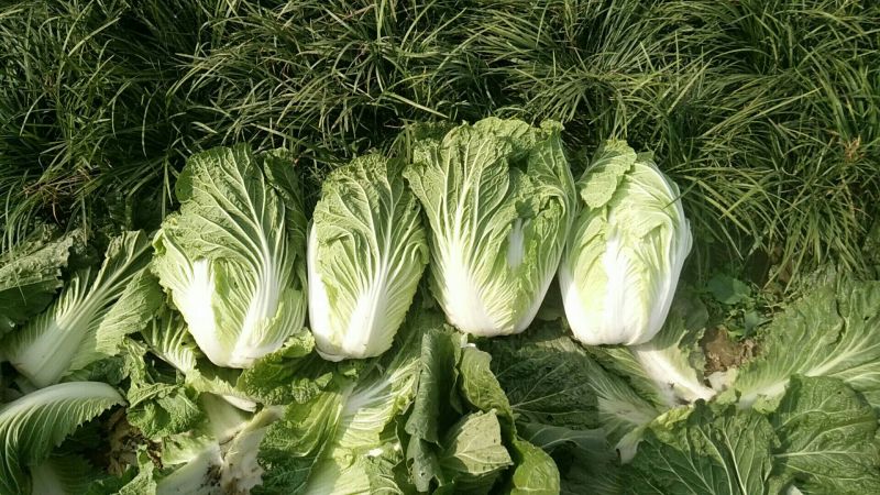 湖北黄心白菜，青杂三号襄阳白菜3~6斤净菜黄心