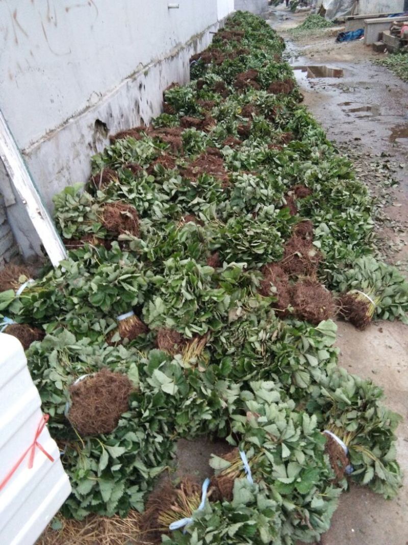 【品种】佐贺清香草莓苗草莓苗新品种草莓苗批发草莓苗新品种