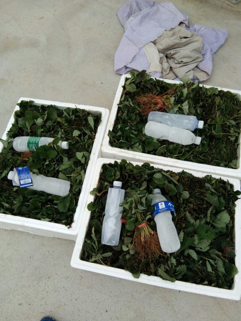 【品种】佐贺清香草莓苗草莓苗新品种草莓苗批发草莓苗新品种