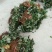 【品种】佐贺清香草莓苗草莓苗新品种草莓苗批发草莓苗新品种
