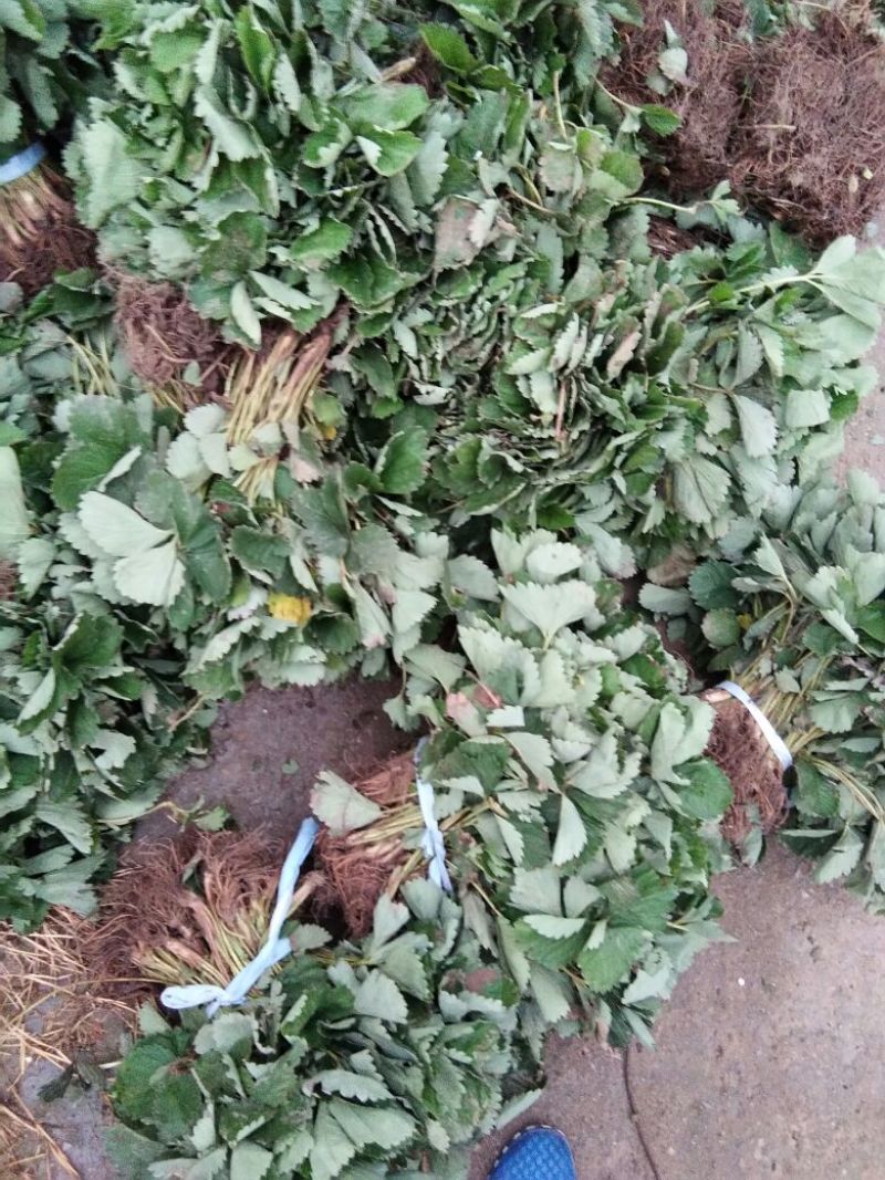 【品种】佐贺清香草莓苗草莓苗新品种草莓苗批发草莓苗新品种