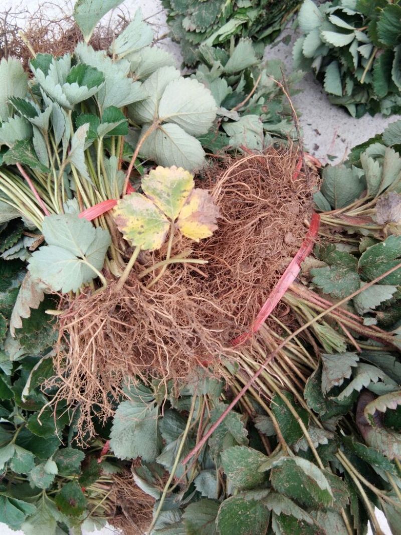 【品种】佐贺清香草莓苗草莓苗新品种草莓苗批发草莓苗新品种