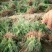 当年种植侧柏苗4cm以下，基地直供，量大量大